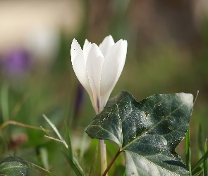 Kwiat, Liść, Biały, Krokus