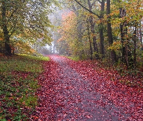 Droga, Liście, Czerwone, Drzewa, Jesień