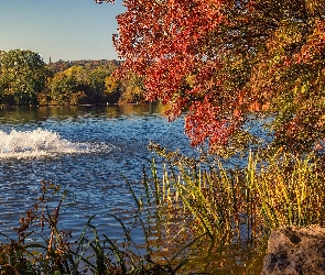 Niemcy, Stuttgart Hofen, Drzewa, Jesień, Szuwary, Jezioro Max Eyth See