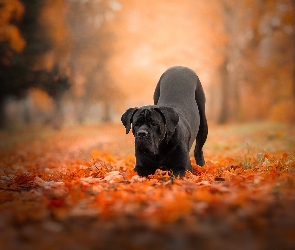 Jesień, Liście, Pies, Czarny, Cane corso, Park