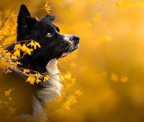 Border collie, Rozmycie, Forsycje, Kwiaty, Pies