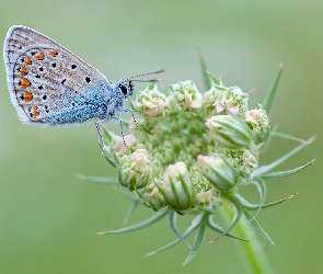 Motyl, Zbliżenie, Roślina, Modraszek ikar, Owad