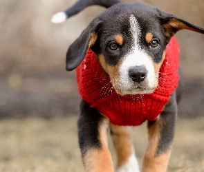 Szczeniak, Ubranie, Czerwone, Entlebucher, Pies