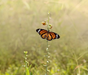 Motyl, Danaid wędrowny, Kwiat