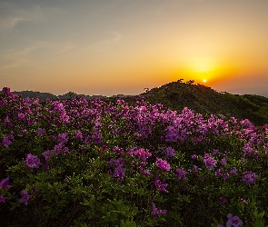 Różanecznik, Kwiaty, Góry, Korea Południowa, Purpurowe, Wschód słońca, Hwangmae