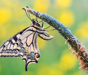 Makro, Źdźbło, Motyl, Paź królowej