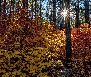 Promienie słońca, Liście, Las, Jesień, Drzewa, Pożółkłe