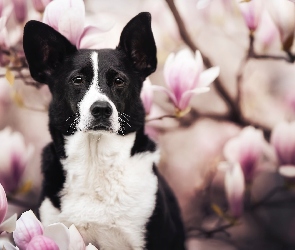 Magnolie, Kwiaty, Pies, Border collie