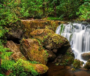 Skały, Las, Stan Waszyngton, Roślinność, Wodospad Whatcom Falls, Stany Zjednoczone, Bellingham