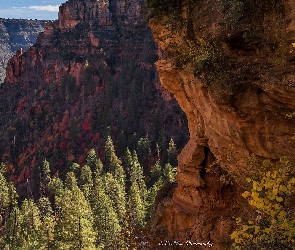 Arizona, Drzewa, Skały, Sedona, Stany Zjednoczone