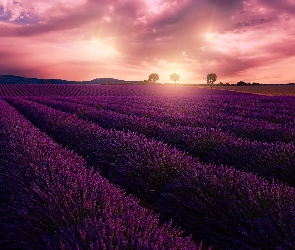 Lawenda, Drzewa, Pole, Niebo, Valensole, Kolorowe, Francja, Góry