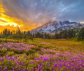 Zachód słońca, Łubin, Łąka, Góry, Park Narodowy Mount Rainier, Waszyngton, Stratowulkan, Mount Rainier, Stany Zjednoczone, Góry