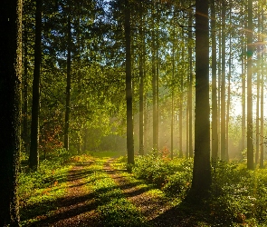 Promienie słońca, Zieleń, Drzewa, Las, Ścieżka, Mgła