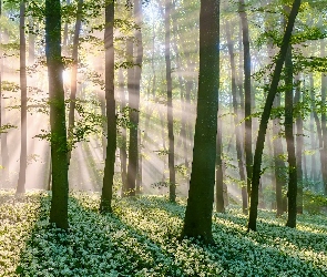 Czosnek niedźwiedzi, Promienie słońca, Las, Drzewa