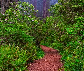 Mgła, Paprocie, Zielone, Ścieżka, Park Narodowy Redwood, Kalifornia, Las, Sekwoje, Stany Zjednoczone, Różaneczniki