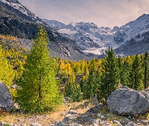 Morteratsch Glacier, Lodowiec, Alpy, Szwajcaria, Drzewa, Góry, Kamienie