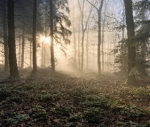 Las, Przebijające światło, Wysokie, Drzewa