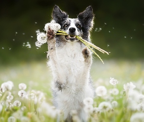 Dmuchawce, Łąka, Pies, Border collie