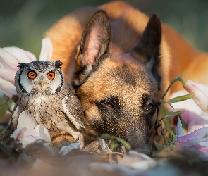 Owczarek belgijski Malinois, Syczek zwyczajny, Sowa, Ptak, Pies