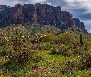 Arizona, Kwiaty, Superstition Mountains, Stany Zjednoczone, Krzewy, Góry, Łąka