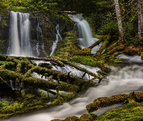 Stany Zjednoczone, Skamania, Big Spring Creek Falls, Stan Waszyngton, Omszone, Rzeka, Kłody, Drzewa, Les, Wodospad