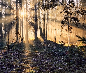 Przebijające światło, Trawa, Drzewa, Słońce, Las