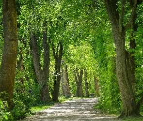 Park, Zieleń, Ławki, Ścieżka, Drzewa