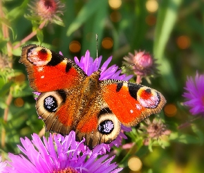 Rusałka pawik, Motyl