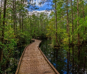 Las, Mokradła, Bagno, Drzewa, Pomost