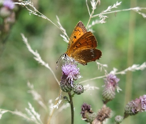 Polny, Kwiat, Motyl, Czerwończyk dukacik