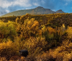 Arizona, Sonora, Drzewa, Stany Zjednoczone, Pustynia, Góry, Kaktusy