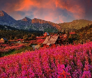 Domy, Wierzbówka kiprzyca, Hala Gasienicowa, Polska, Góry, Tatry