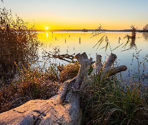 Brandenburgia, Trzcina, Jezioro Schwielochsee, Niemcy, Trawa, Wschód słońca, Konar