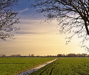 Rzeka, Drzewa, Łąki