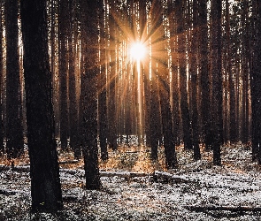 Śnieg, Drzewa, Las, Zima, Promienie słońca