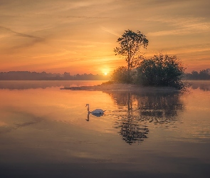 Mgła, Łabędź, Drzewa, Wschód słońca, Jezioro