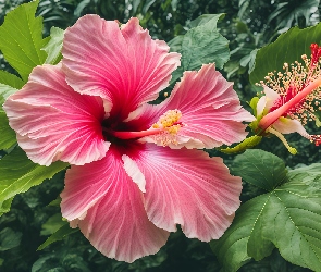 Liście, Zielone, Kwiat, Hibiskus