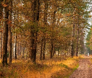 Jeździec, Koń, Drzewa, Jesień, Droga, Las, Ścieżka