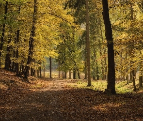 Droga, Park, Drzewa, Pożółkłe, Jesień