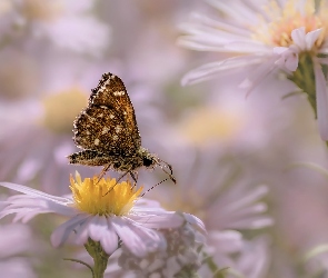 Kwiat, Rozmyte tło, Motyl