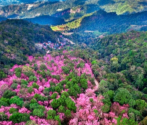 Chiang Rai, Wiśnie, Góry Phu Chi Fa, Tajlandia, Drzewa, Z lotu ptaka, Park Narodowy Phu Chi Fa Forest