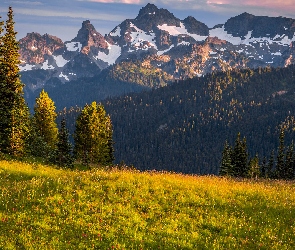 Stan Waszyngton, Park Narodowy Mount Rainier, Drzewa, Stany Zjednoczone, Kwiaty, Góry, Łąki