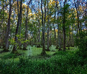 Mokradła, Trawa, Las, Drzewa