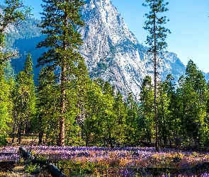 Kalifornia, Park Narodowy Yosemite, Drzewa, Stany Zjednoczone, Łubin, Góry, Kwiaty