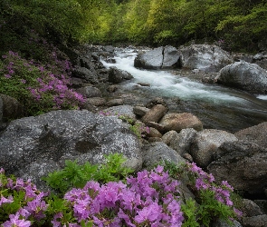 Rododendrony, Różowe, Drzewa, Azalie, Kamienie, Las, Rzeka