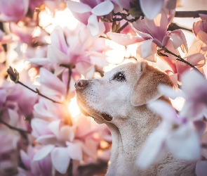 Magnolie, Kwiaty, Pies, Labrador retriever