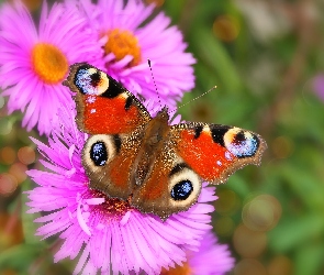 Astry, Różowe, Rusałka pawik, Motyl