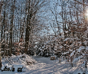 Śnieg, Gałęzie, Las, Promienie słońca, Ścieżka, Zima, Drzewa