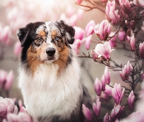 Magnolia, Kwiaty, Pies, Owczarek australijski