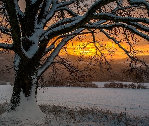 Śnieg, Drzewo, Zachód słońca, Zima